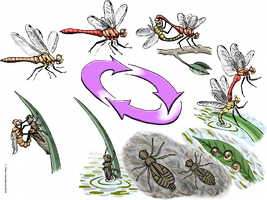 dragonfly lifecycle illustration