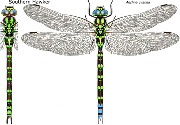 dragonfly identification picture