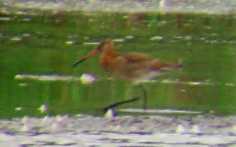 Black Tailed Godwit