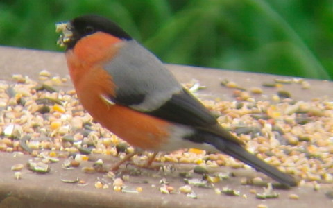 Bullfinch