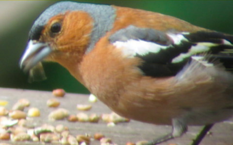 Chaffinch male
