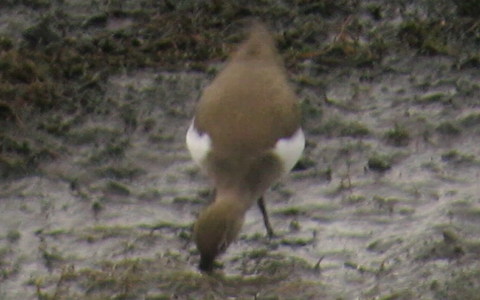 Common Sandpiper feeding