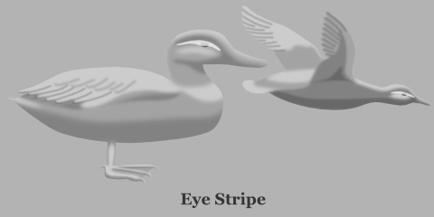 Duck Eye Stripe