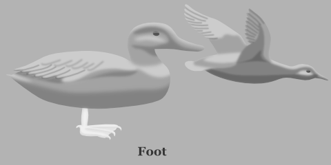 Duck Foot