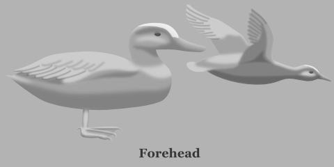 Duck Forehead