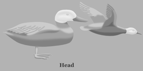 Duck Head