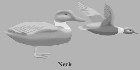 Duck Neck