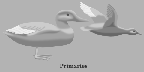Duck Primaries