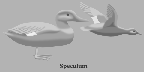 Duck Speculum