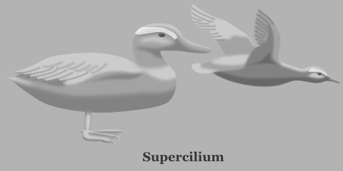 Duck Supercilium