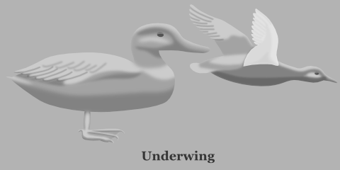 Duck Underwing