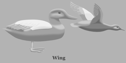 Duck Wing