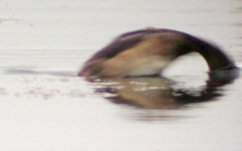 Diving duck