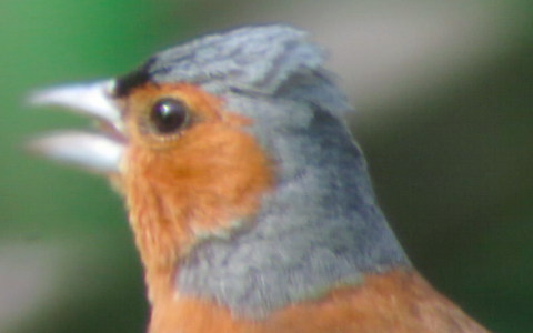 Chaffinch crest