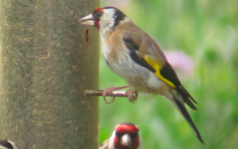 Goldfinch