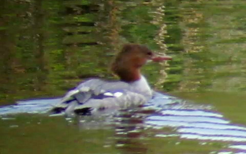 Female Goosander