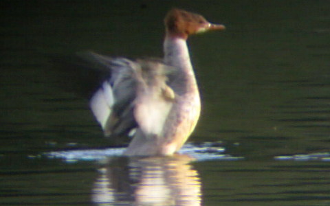 Female Goosander flapping