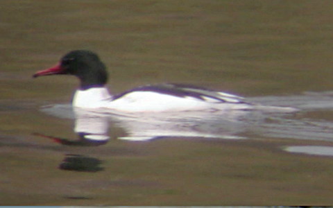 Female Goosander