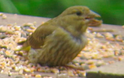 Greenfinch juvenile