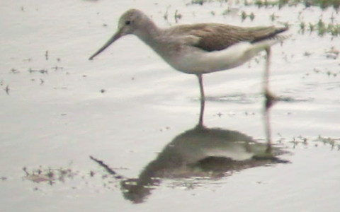 Greenshank