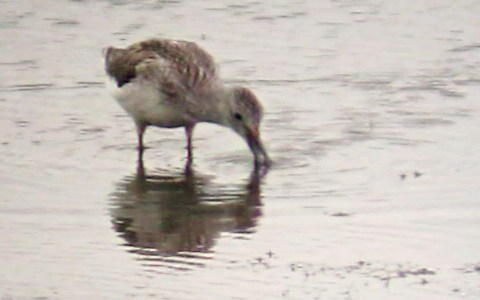 Greenshank feeding