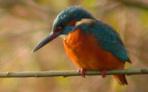 Kingfisher