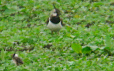 Lapwing Adult & Chick