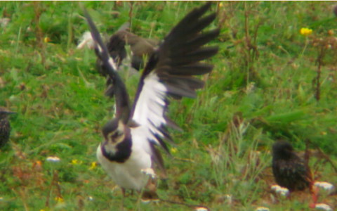 Lapwing stretching