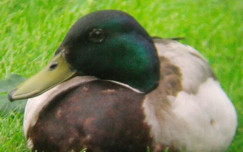 Male Mallard