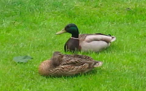 Mallard pair