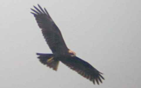 Marsh Harrier in flight