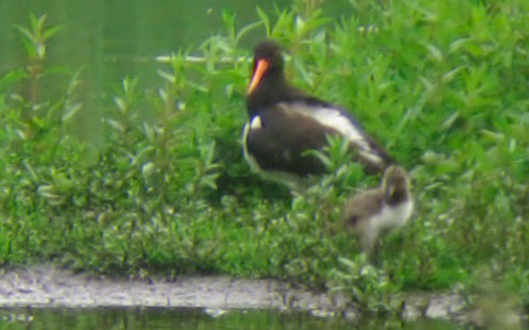 Oystercatcher Adult & Chick