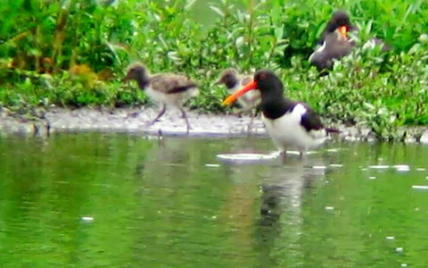 Oystercatcher Adult & Chick