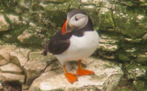 Puffin