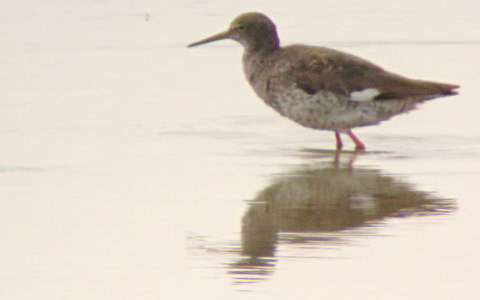 Redshank