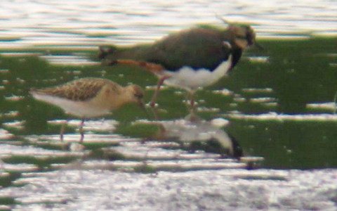 Ruff & Lapwing