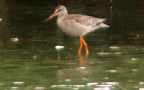 Spotted Redshank