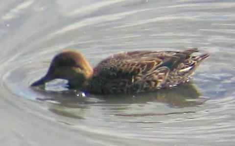 Teal female