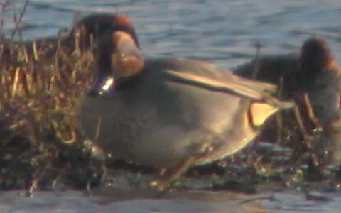 Teal female