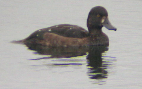 Female Tufted Duck