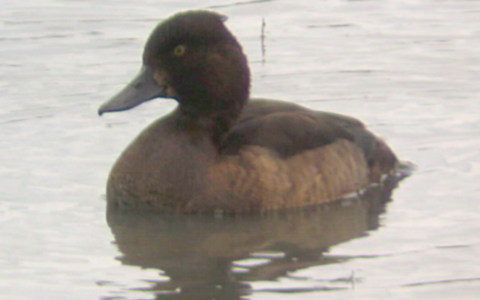 Female Tufted Duck