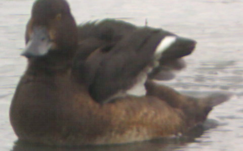 Female Tufted Duck
