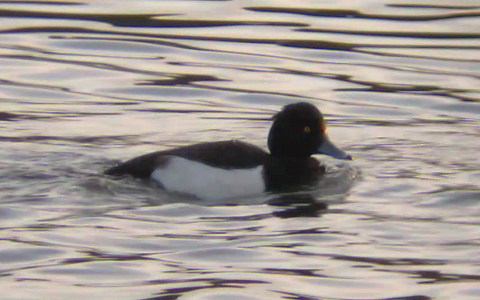 Female Tufted Duck