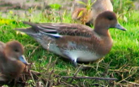 Wigeon female