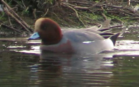 Wigeon male